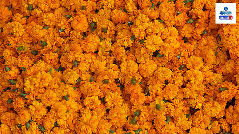 Goa Marigold Market