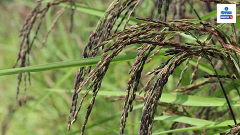 Black Rice Canacona Goa