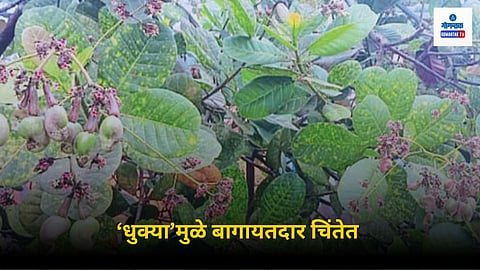 Goa Agriculture News