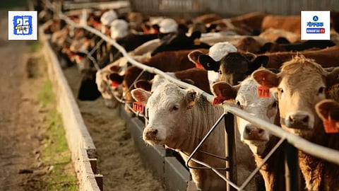 Stop cattle slaughter in Goa