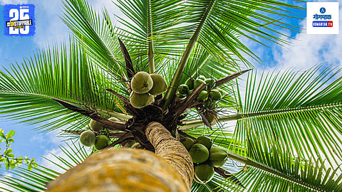 Coconut Day
