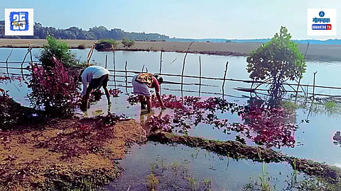 Madkai farmers suffer due to saltwater flooding in fields