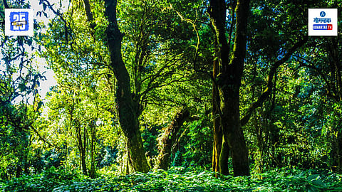 forest conservation