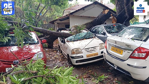 Tree Uprooted In Goa Damages Vehicles
