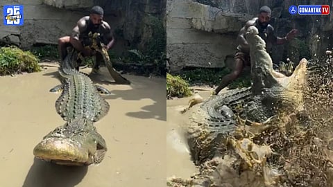 Viral Crocodile Attack Video