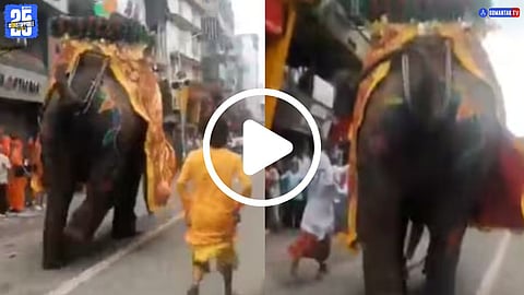 Jagannath Rath Yatra Elephant Video
