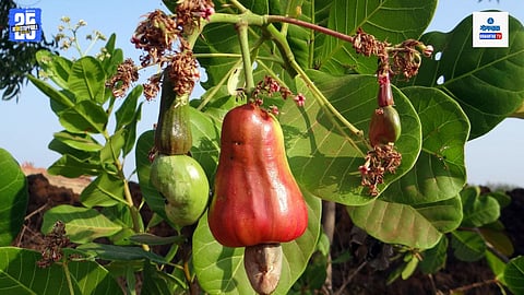 Goa Cashew Plant