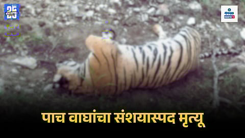 5 Tiger Cubs Death Karnataka