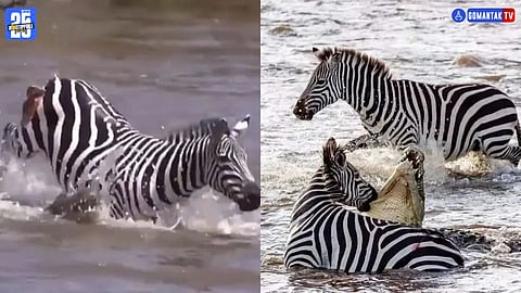 Crocodile Vs Zebra Viral Video