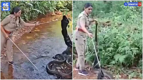 Kerala King Cobra Rescue