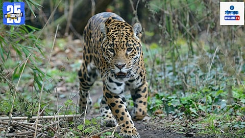 Arambol Agarwada Goa Leopard