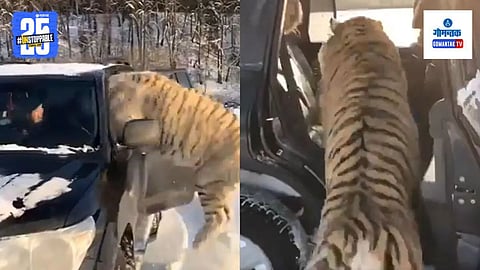 Viral Tiger Video