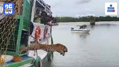 Tiger Release Video
