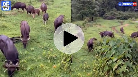 Bison In Sawantwadi