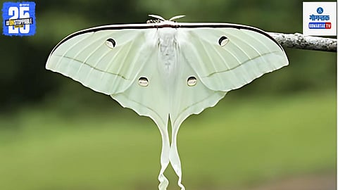 Moths Of India