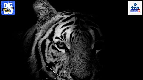 International Tiger Day, Tigers In Goa 