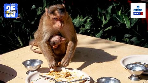 Monkey Viral Video