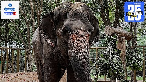 Mahadevi Elephant