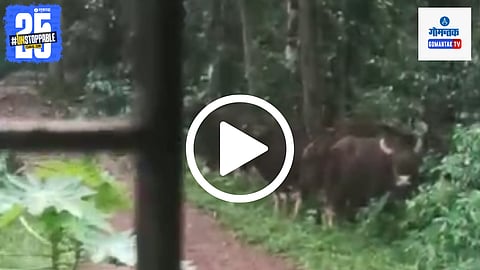 Bison In Ponda