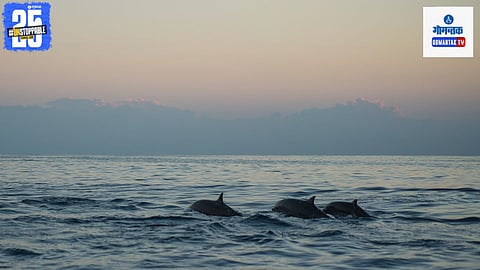 Canacona Dolphin Death