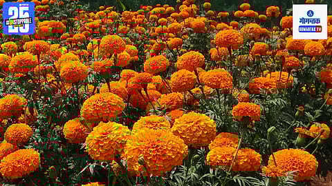 Marigold Flowers