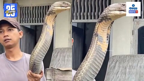 Malaysian King Cobra Viral Video