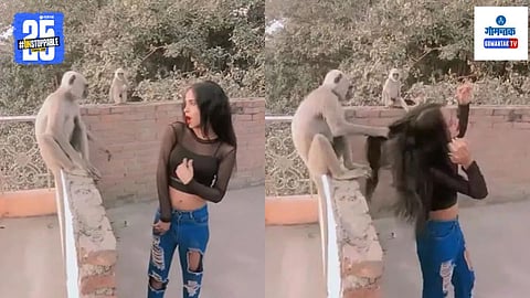  Funny Monkey Video Viral