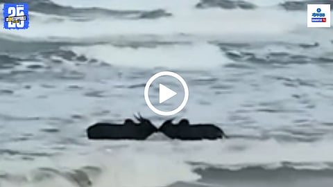 Konkan Beach Bulls Fight Viral Video