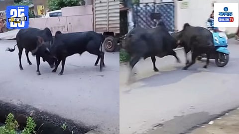 Bull Fight Video
