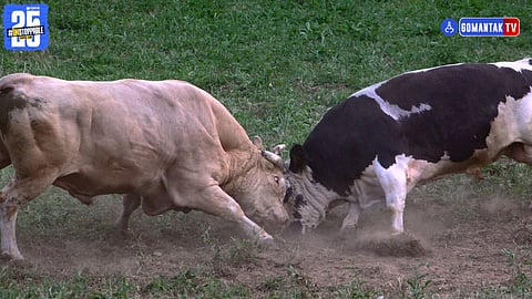 Stray cattle collision Goa