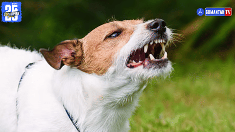Dog Attack