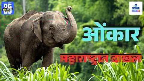 Omkar elephant Goa news