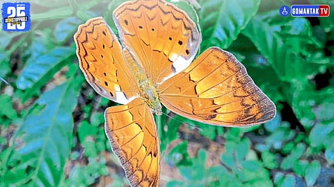 Tamil Yeoman butterfly