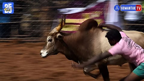 Majorada dhirio bull incident