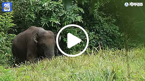 Omkar Elephant In Sindhudurg: गोव्यात धुमाकूळ घालणारा 'ओंकार' हत्ती पुन्हा सिंधुदुर्गात, वनविभागाची धावपळ Watch Video