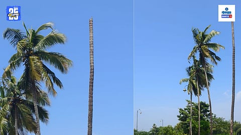 Parra Road: 'हे झाड कधीही कोसळेल!' 2.5 वर्षांपासून दुर्लक्ष; साळगाव सरपंचांचा वन विभागाला 'अल्टिमेटम'