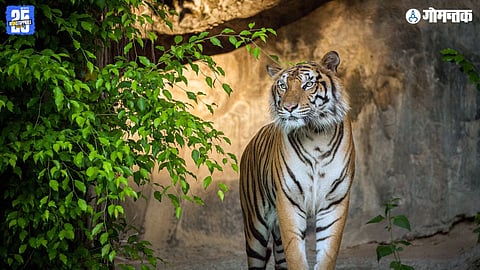 Goa tiger project, CEC visit Goa, Mhadei wildlife sanctuary
