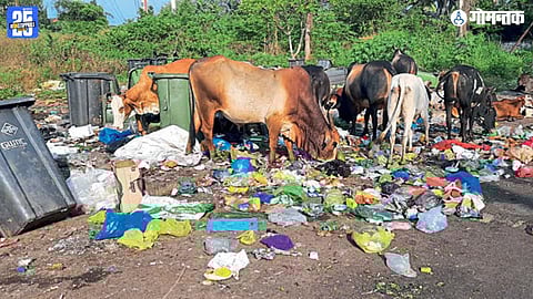 Bardez Stray Cows Problem
