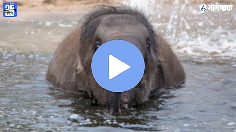 Omkar Elephant News
