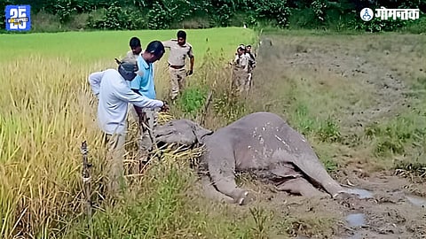 Khanapur Elephant Death