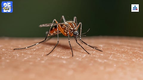 Dengue