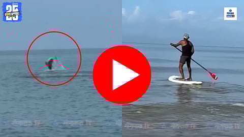 goa benaulim beach dolphin video