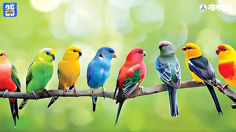 Bird week in india, salim ali jayanti, indian ornithology week