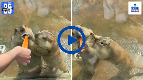 Squirrels viral video | News