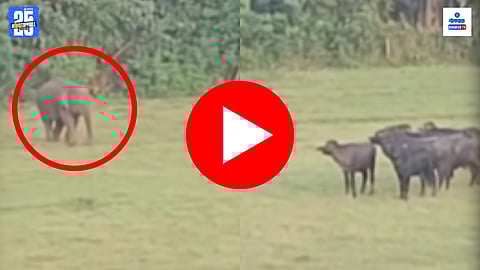 Viral Video: 'ओंकार' हत्तीची शेतात अचानक एन्ट्री... म्हशींनी जीव वाचवण्यासाठी ठोकली धूम, सोशल मीडियावर व्हिडिओ व्हायरल