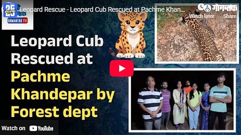 leopard club rescued, leopard rescue in goa, khandepar leopard incident