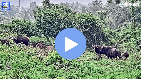 Sarvona bison herd, Indian gaur sighting Goa, wild bison in Bicholim