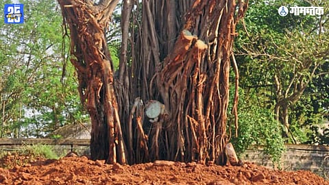 Dabolim Bogmalo Banyan Tree