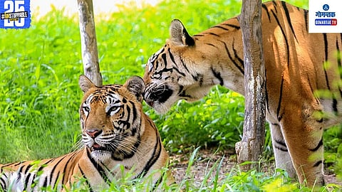 Goa Tiger Reserve Controversy