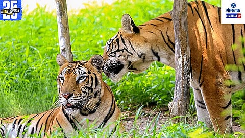 Tiger Reserve Controversy